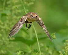 kaiyunapp-包含訂??K?增Q踣俣h勣??=鵖WB"g}M>V的词条